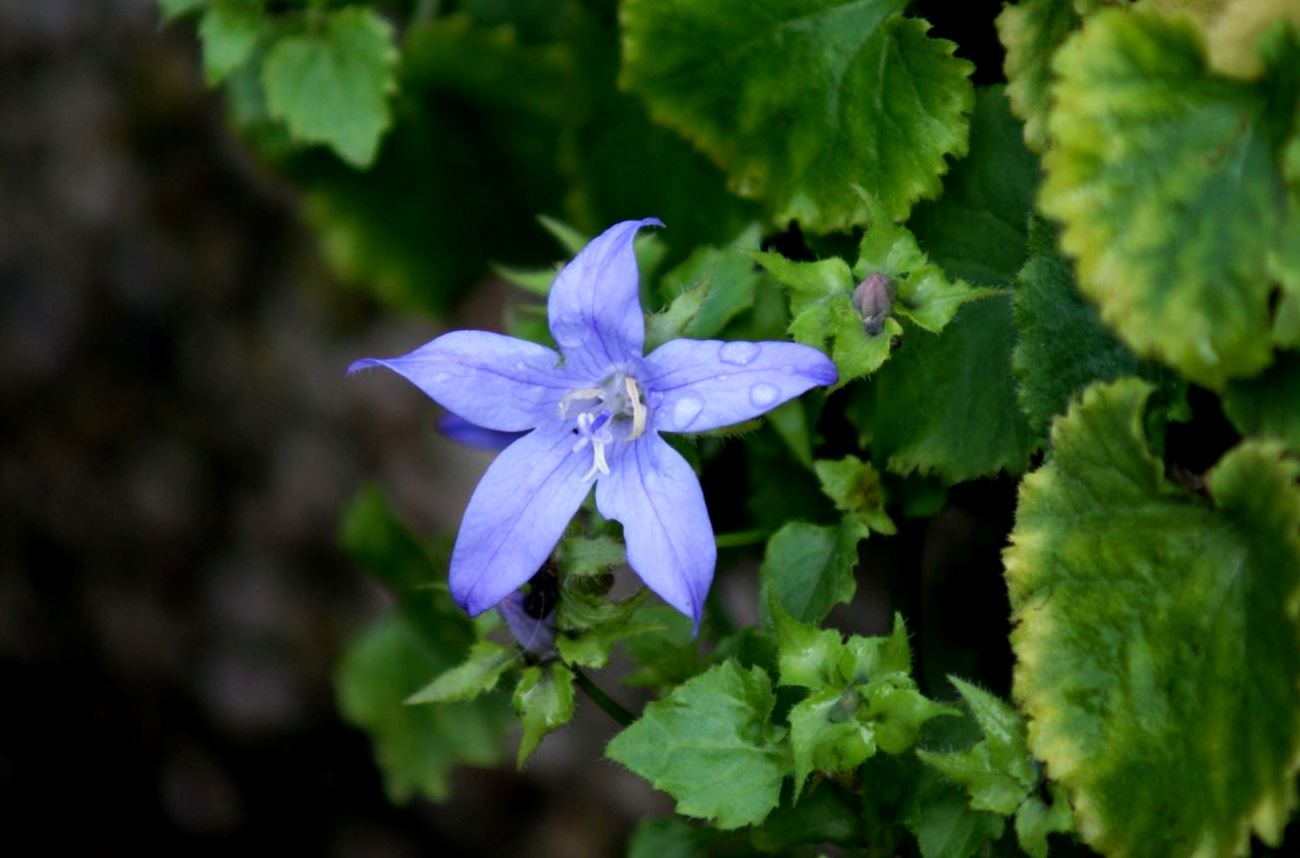 Bloem (campanula ..?)