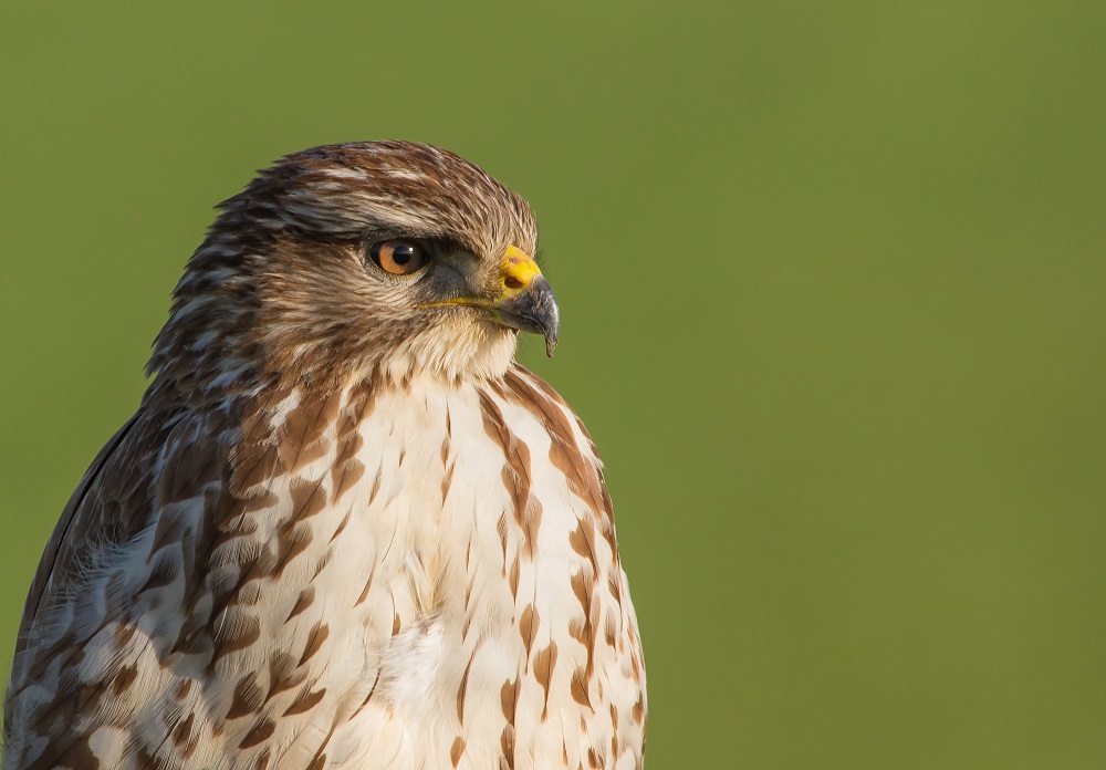 buizerd