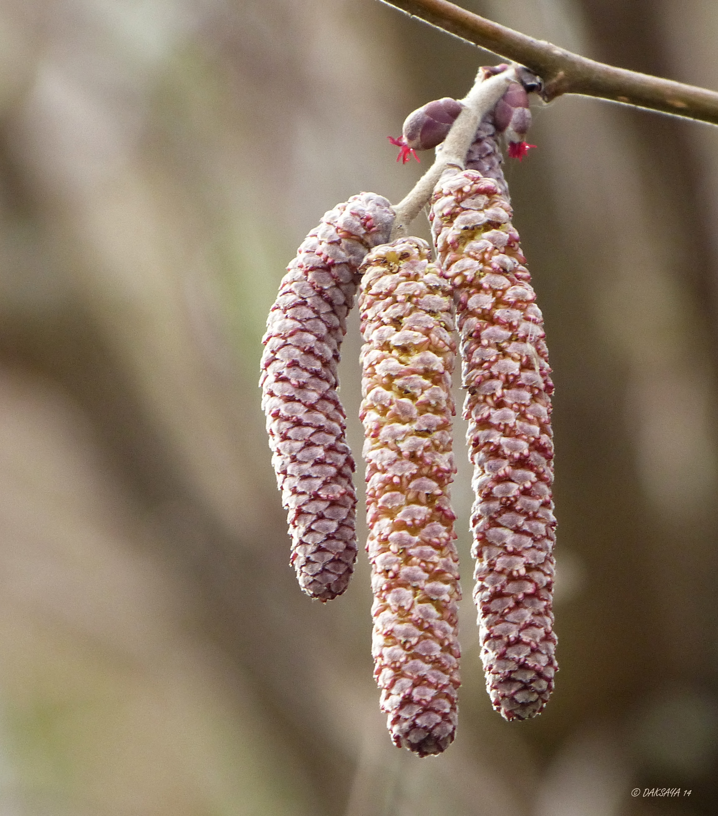 Mannetje en vrouwtje