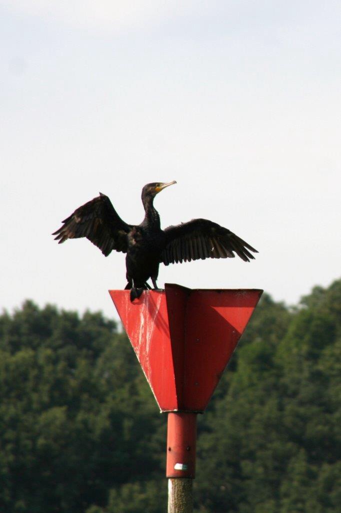Aalscholver