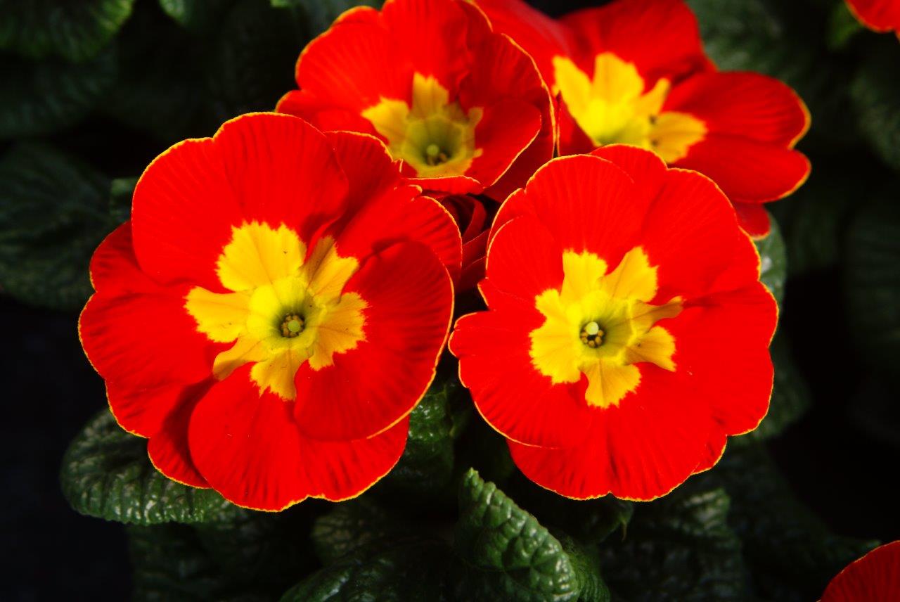 Primula