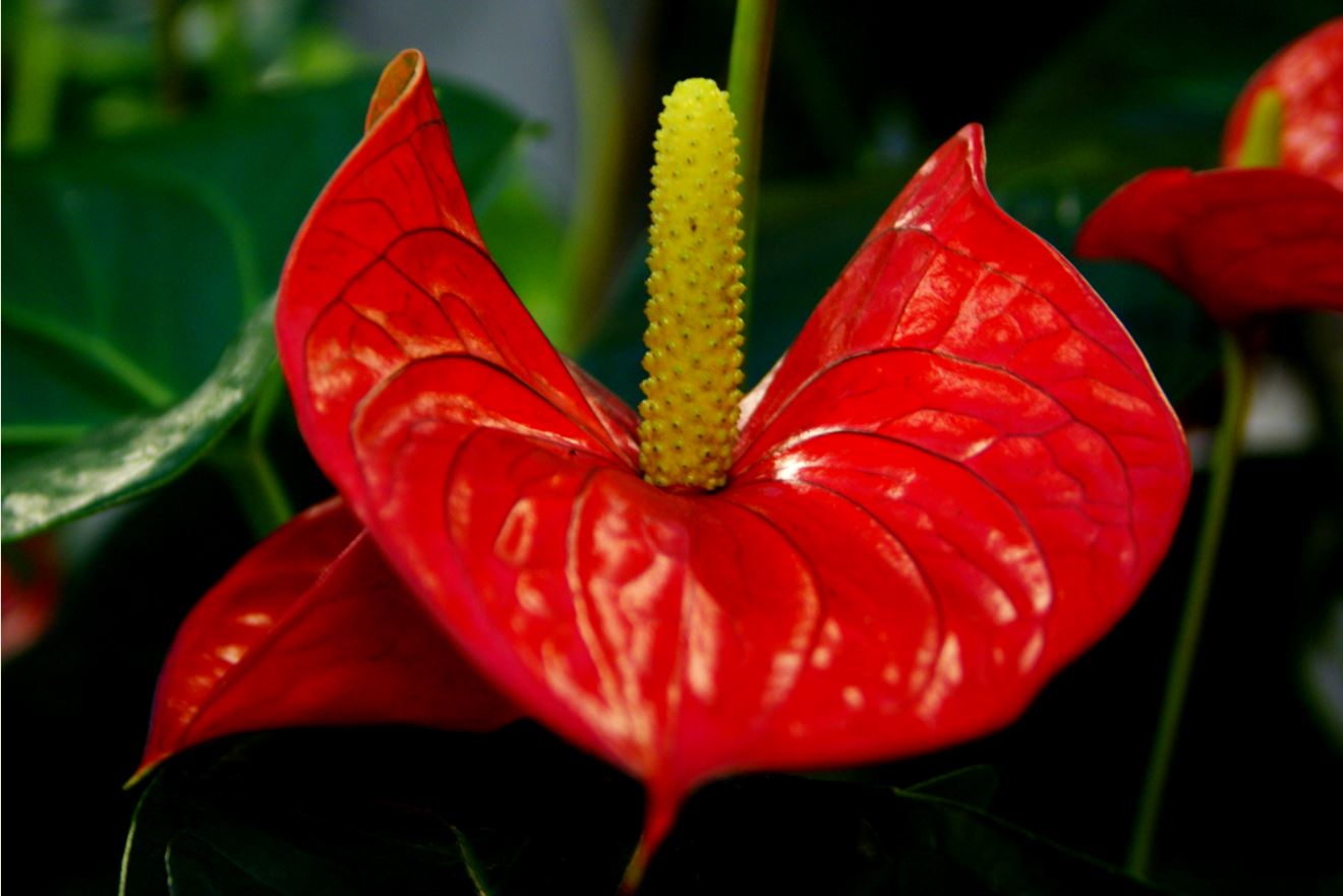 Anthurium