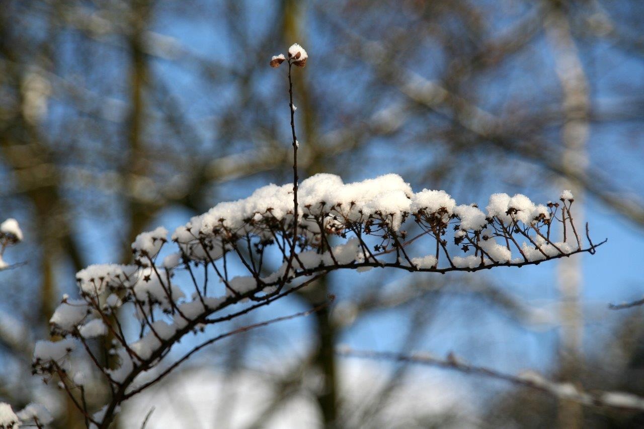 Sneeuwhoed 2