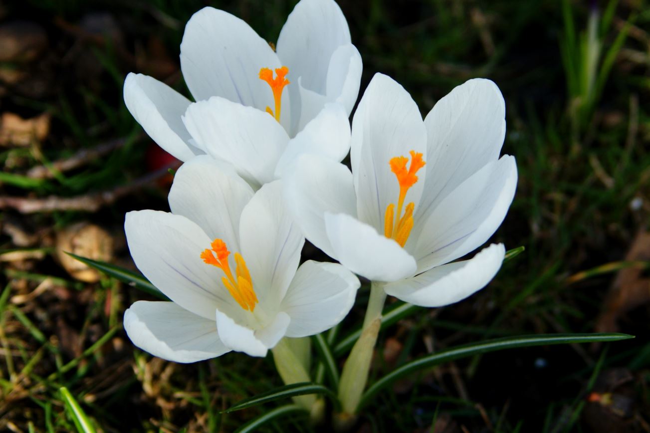 witte krokussen