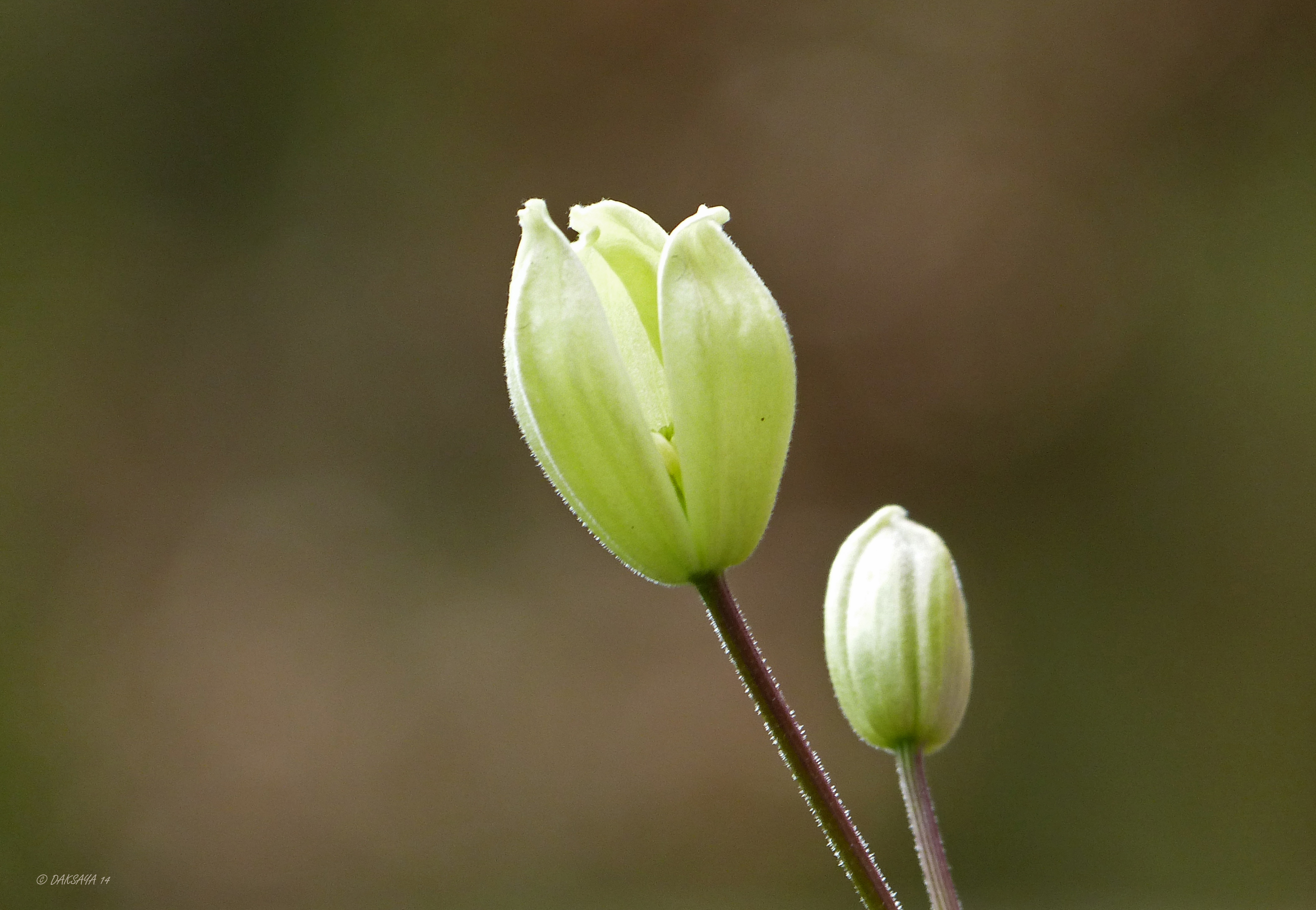 Clematis in knop