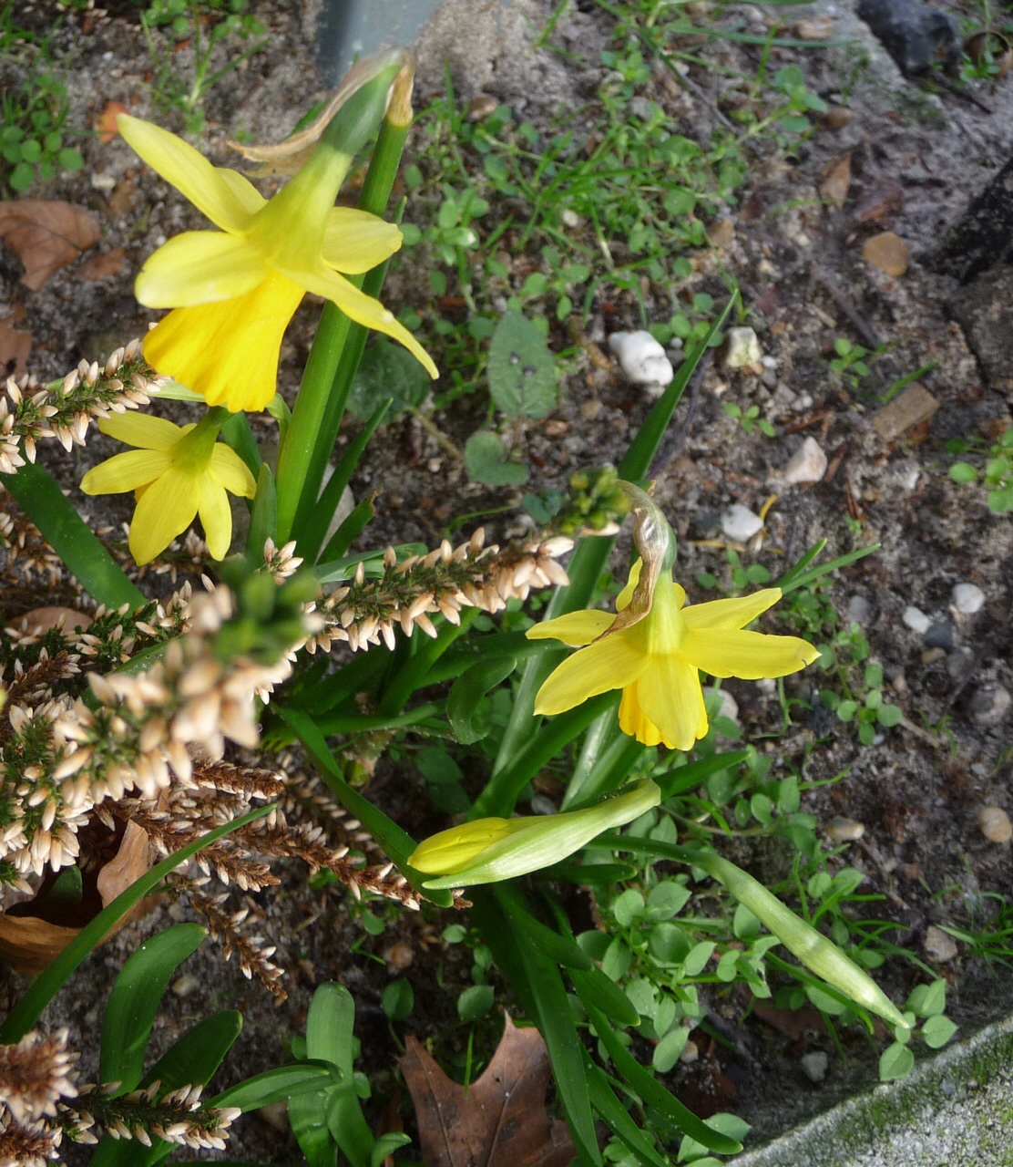Mini narcis