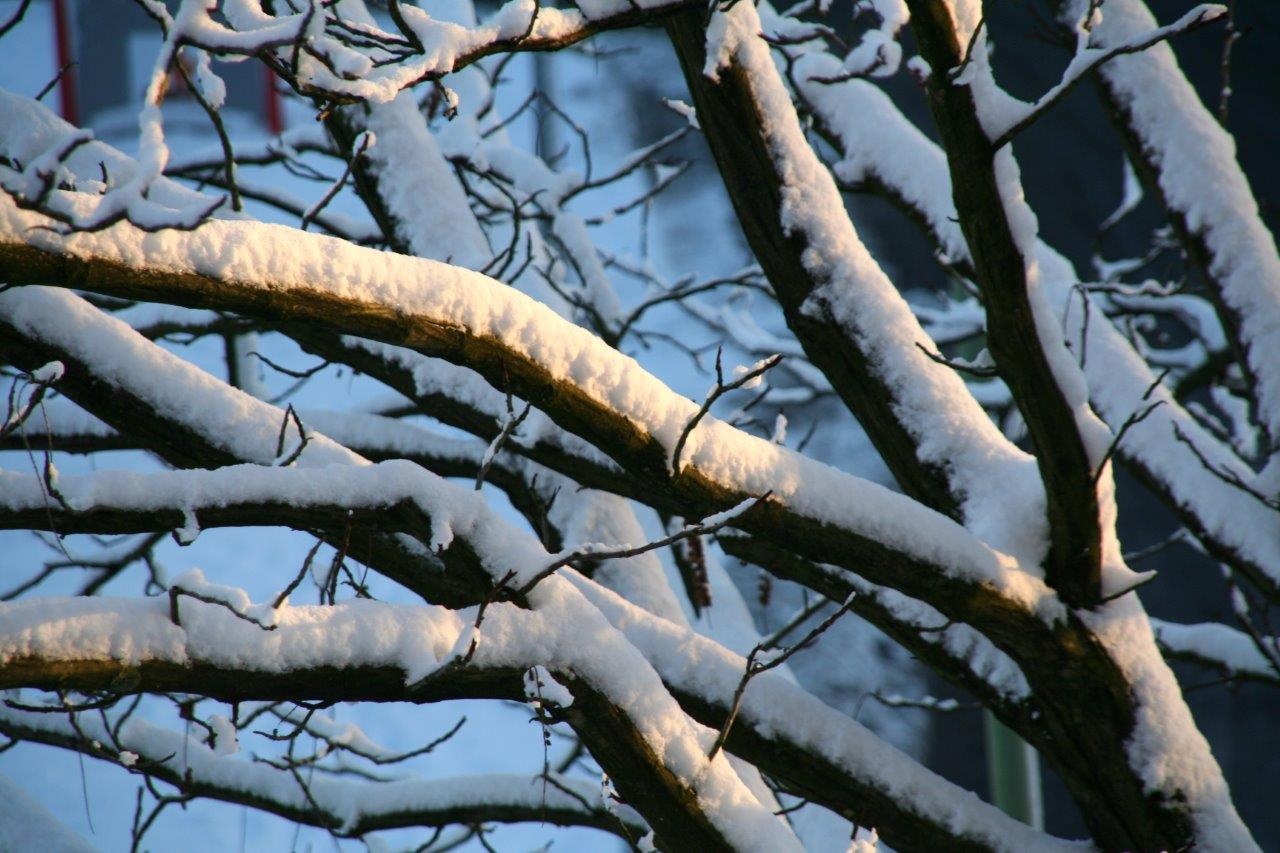 Besneeuwde takken