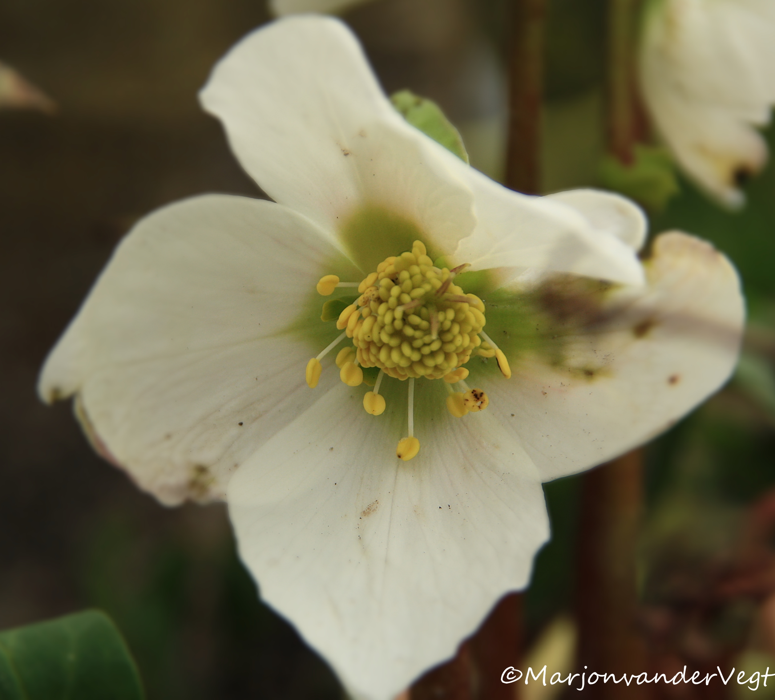 Helleborus