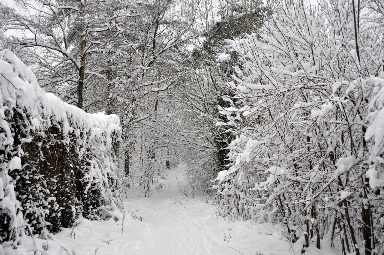 Bos in de sneeuw