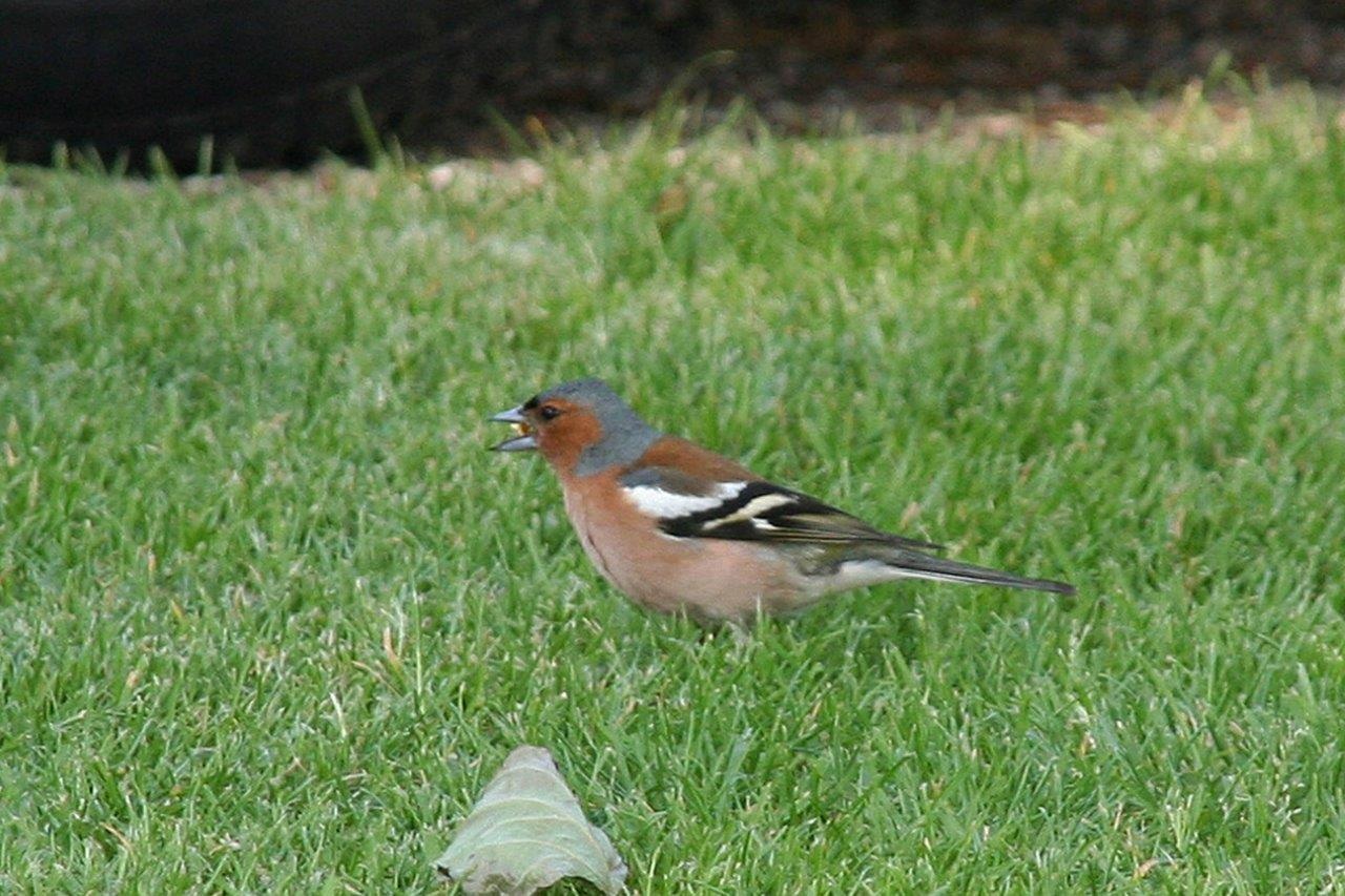 Vink