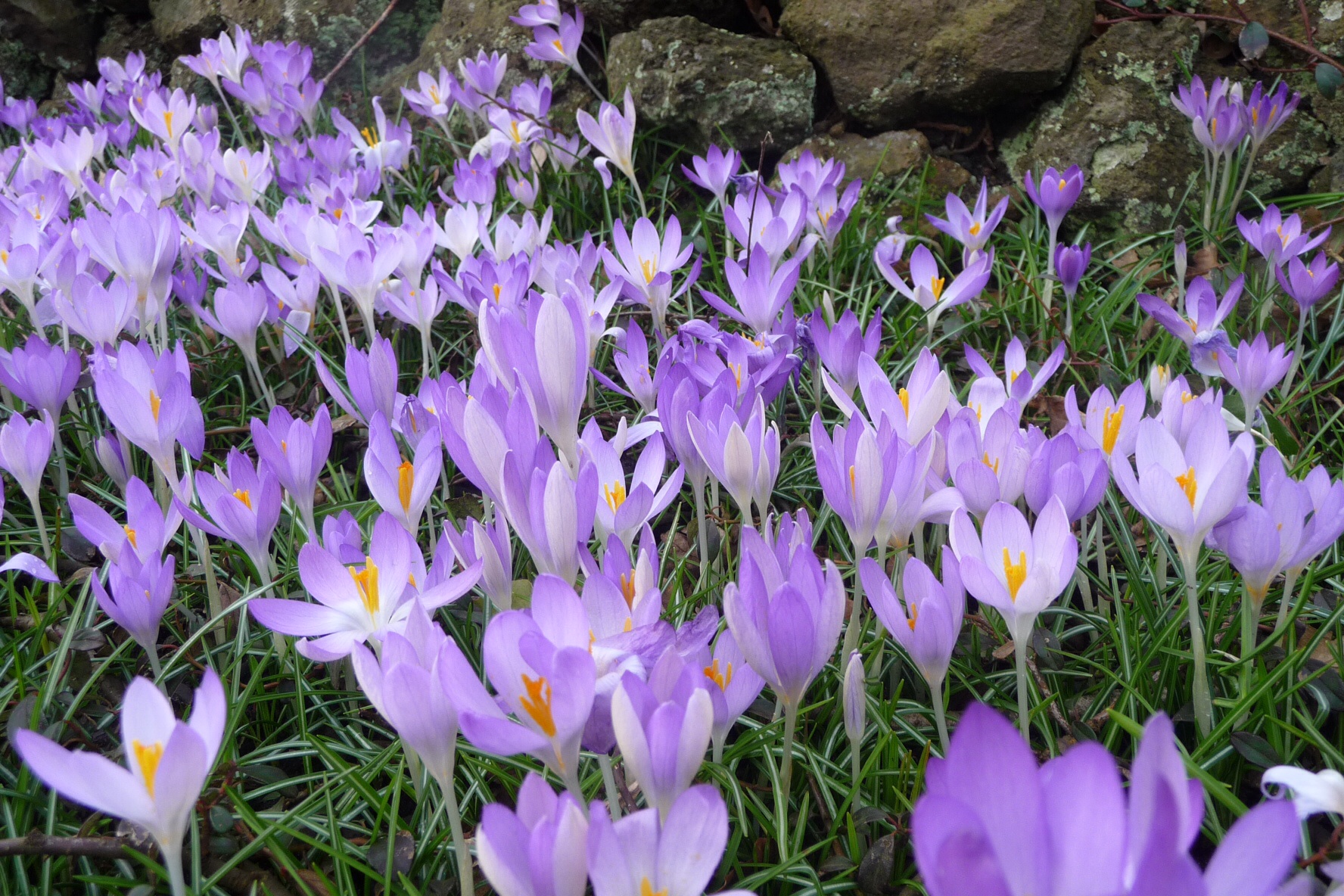 Krokus