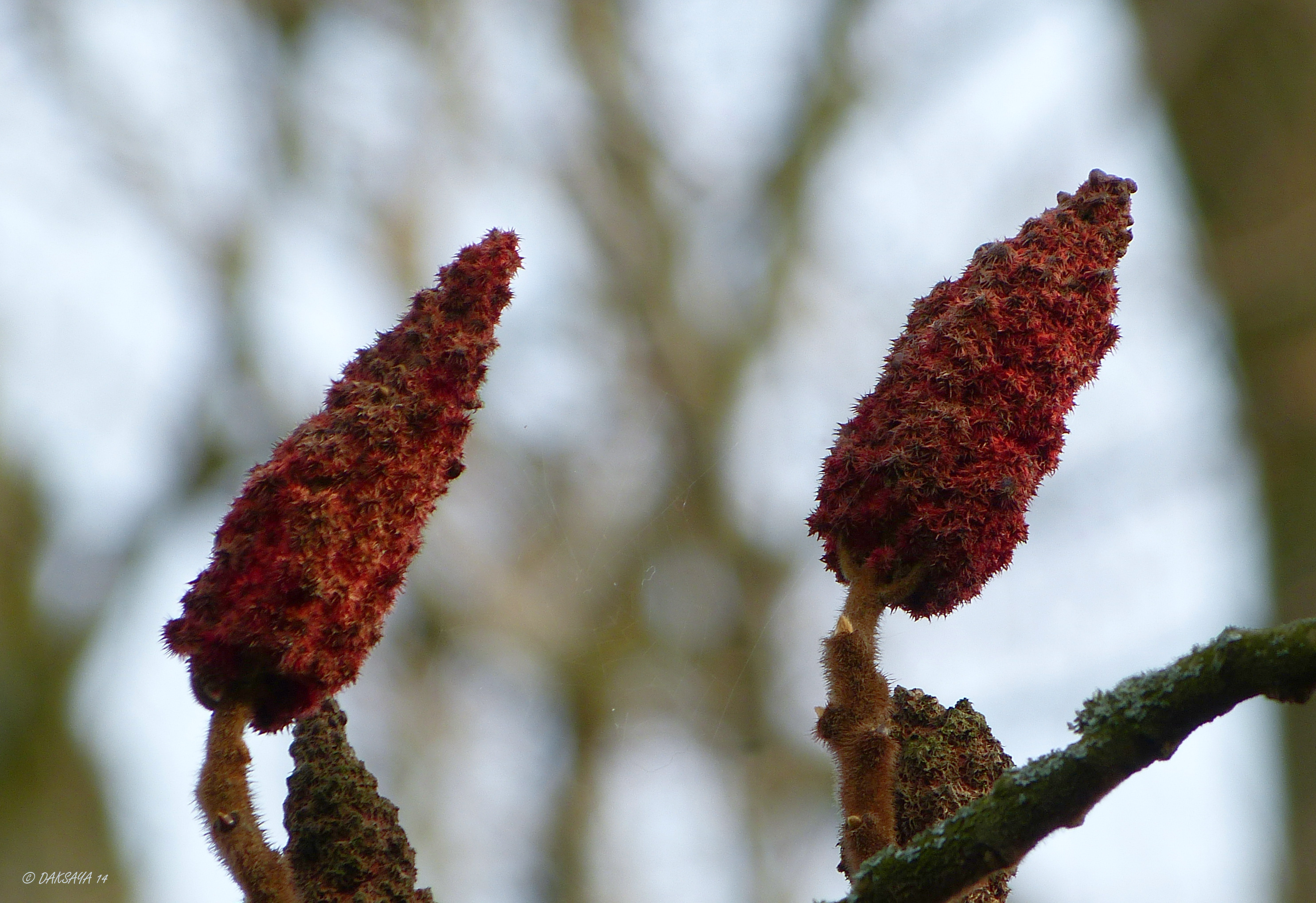 Fluweelboom