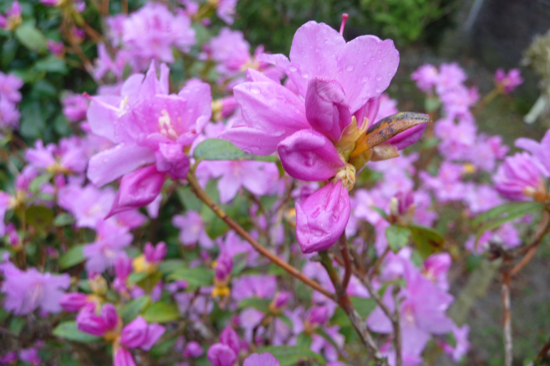 Azalea 4
