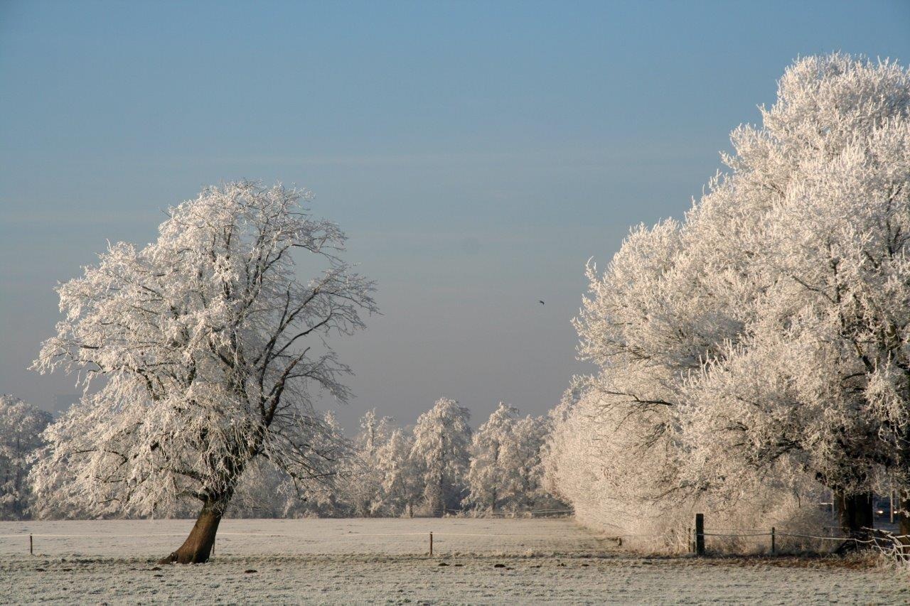 Rijp op. bomen