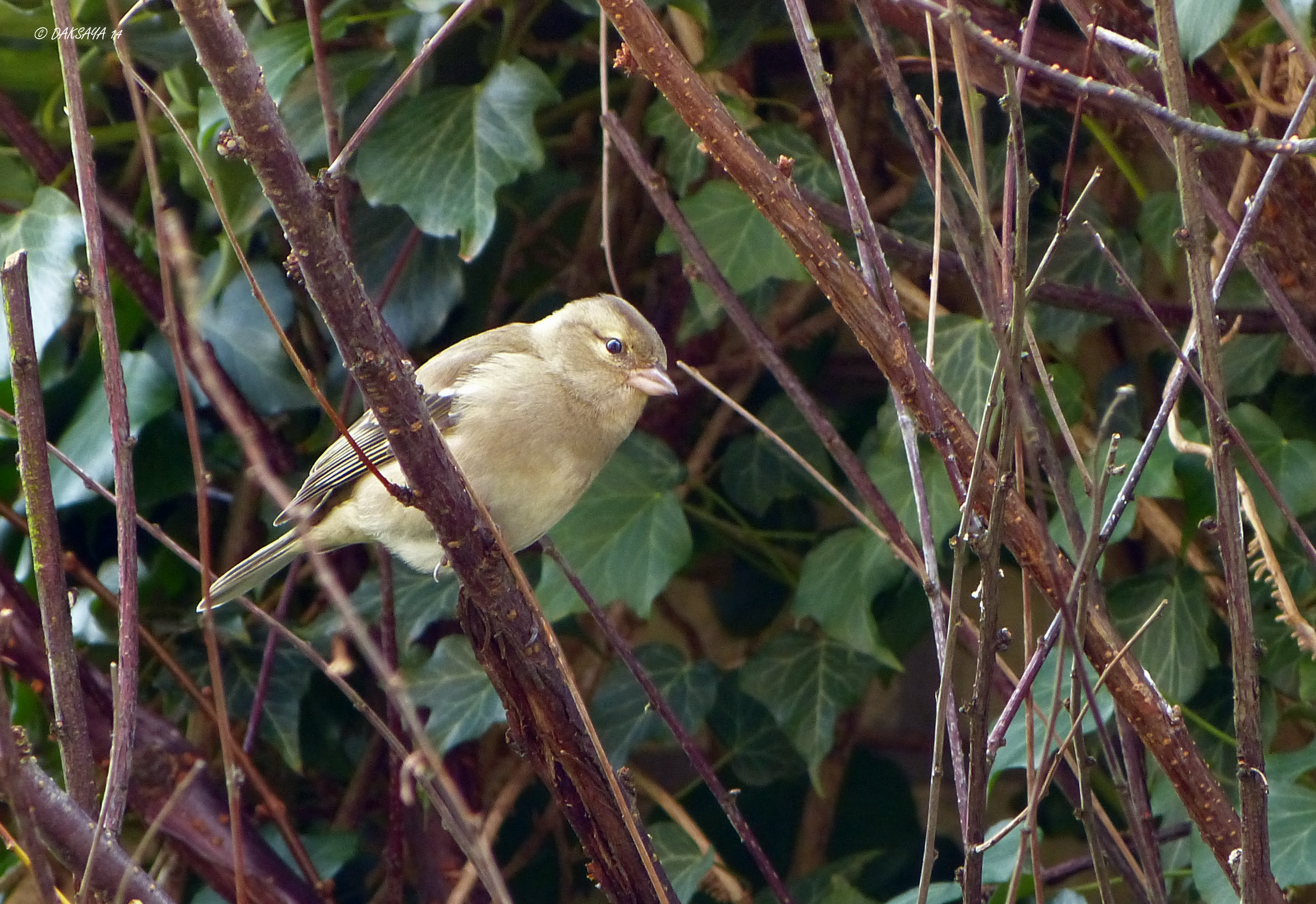 Vink (v)