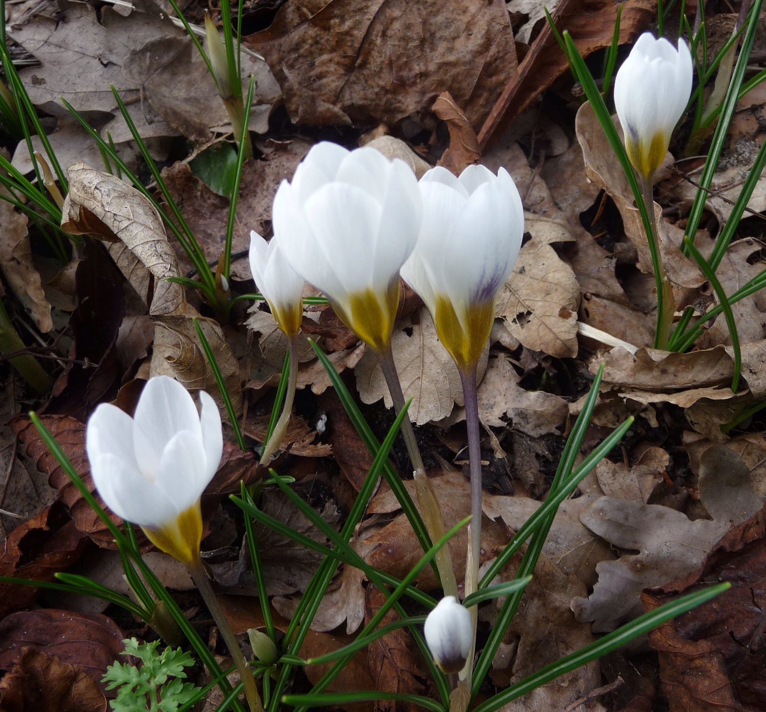 Witte krokus