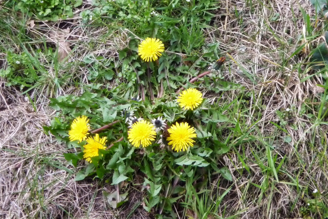 Paardenbloemen 2