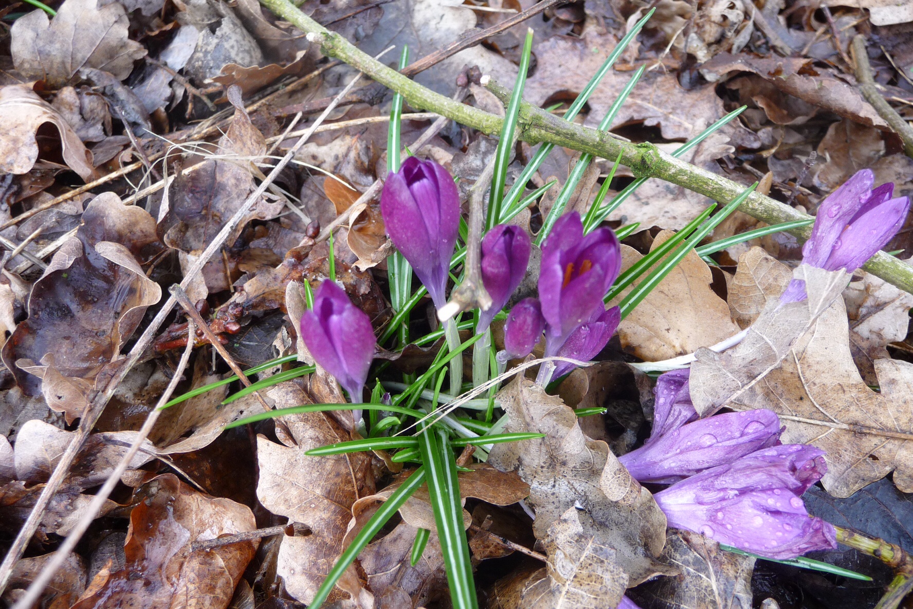 Krokus paars