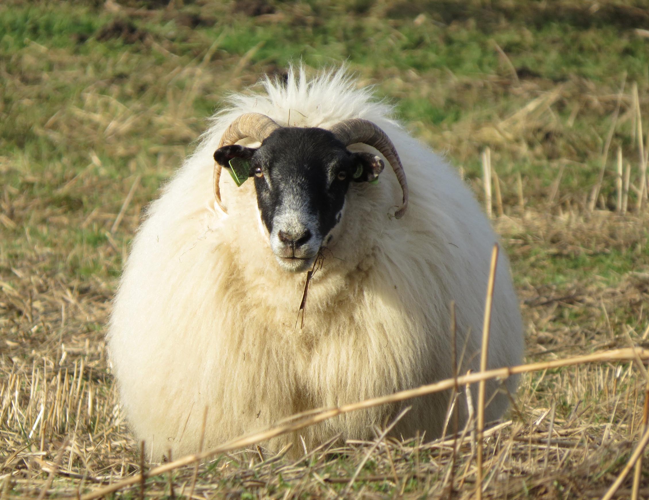 Iets te dikke jas voor dit weer.