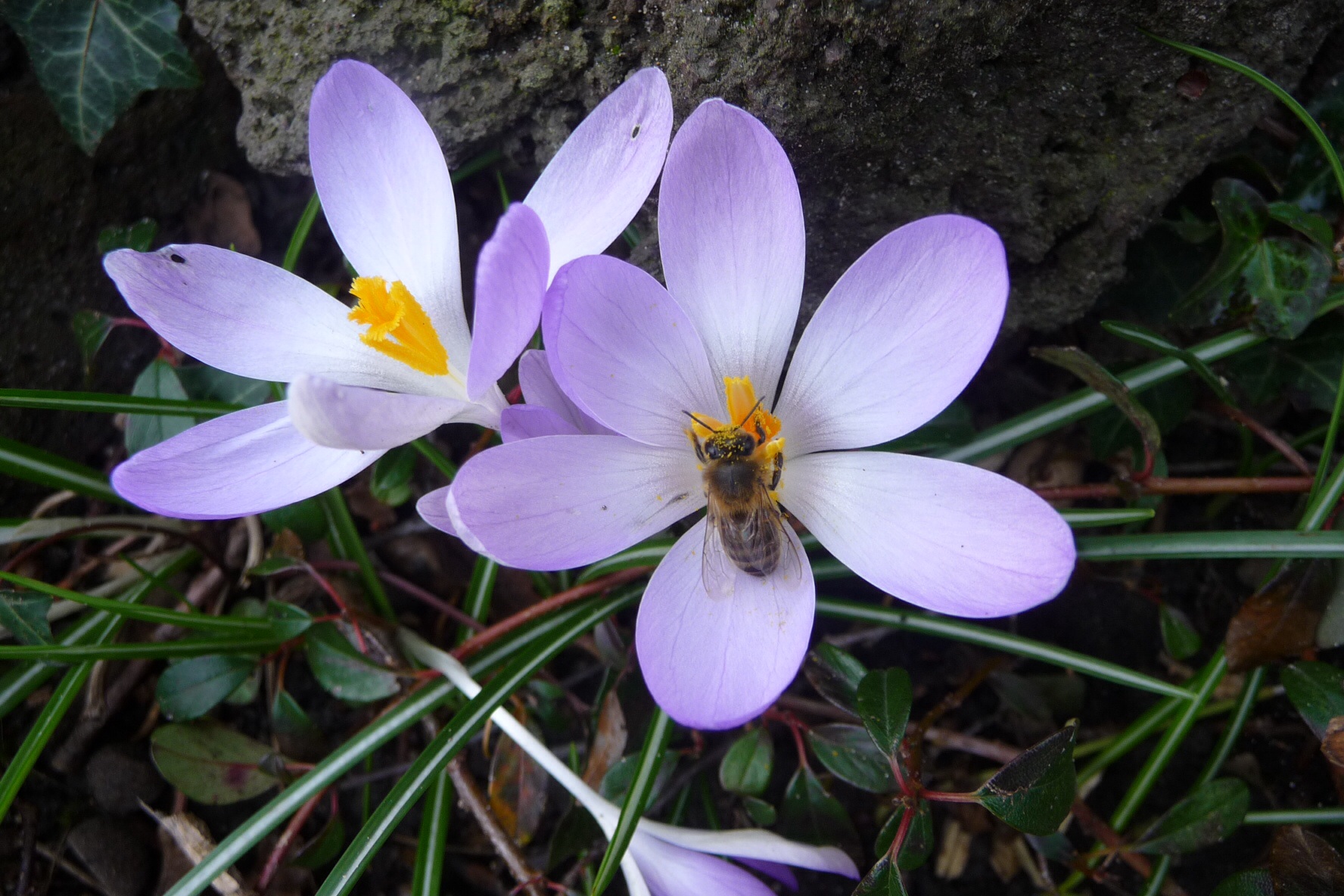 Krokus 2