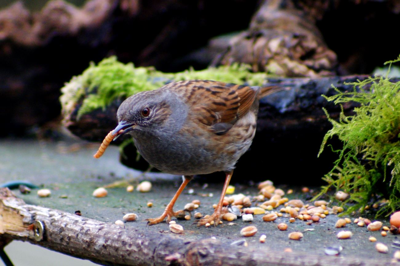 Heggemus met meelworm
