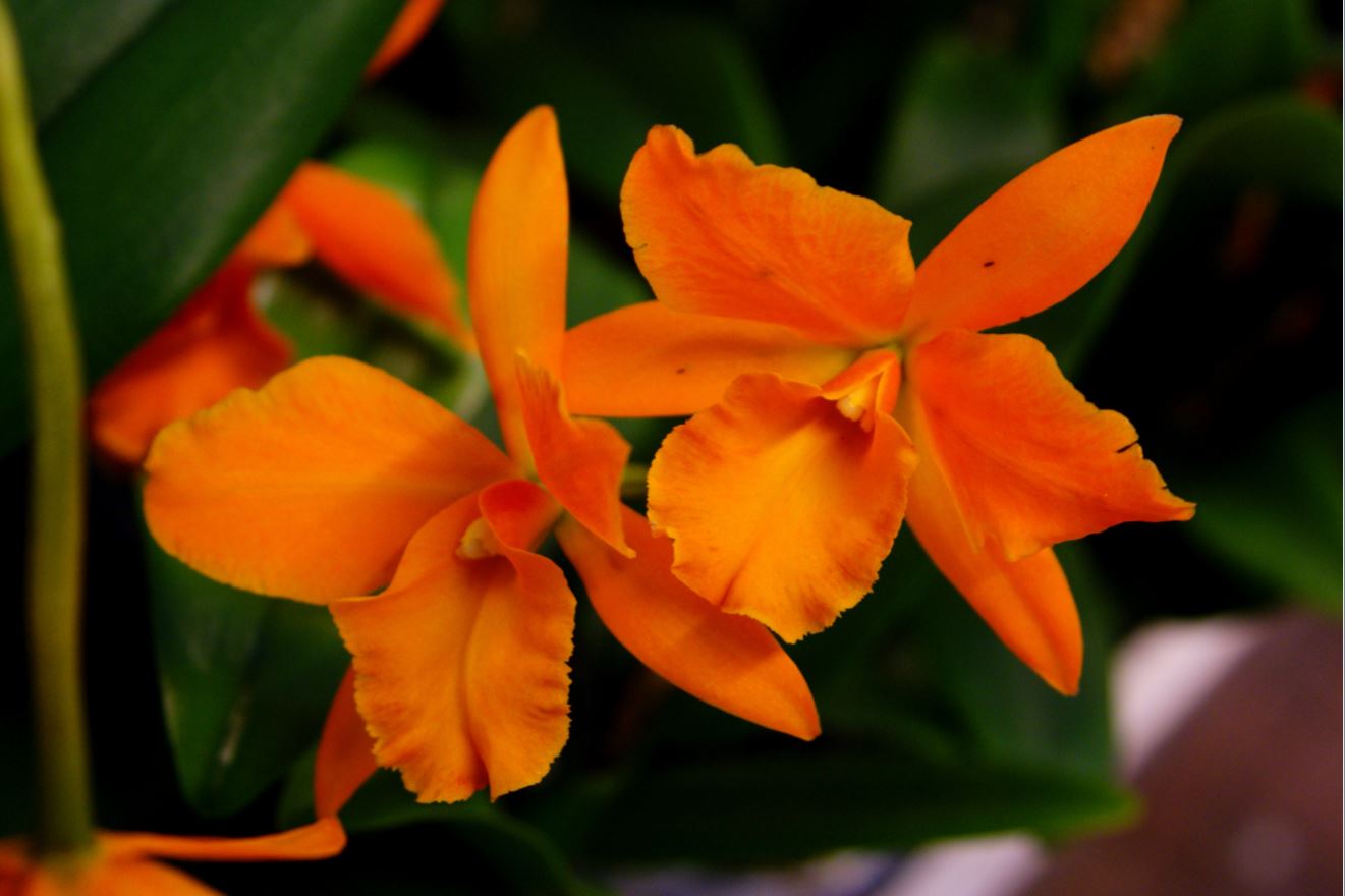 Oranje Orchidee