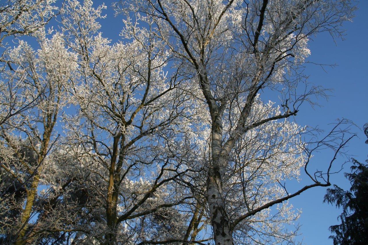 Beetje winter