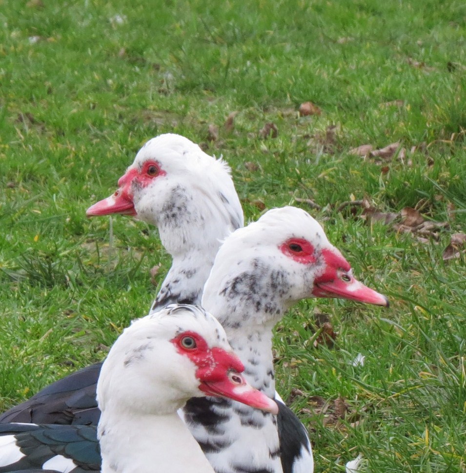 Tja, gaan we links of rechts?