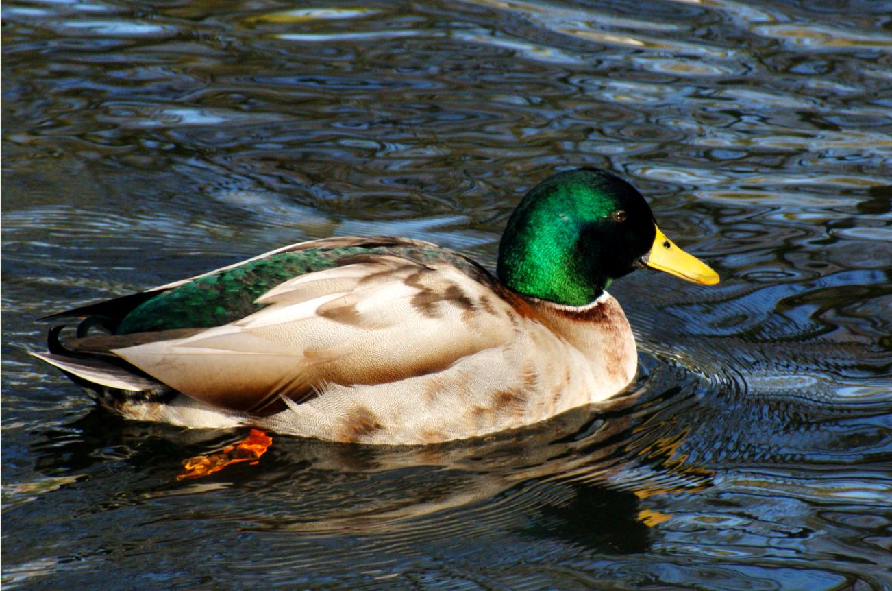 eend in de parkvijver