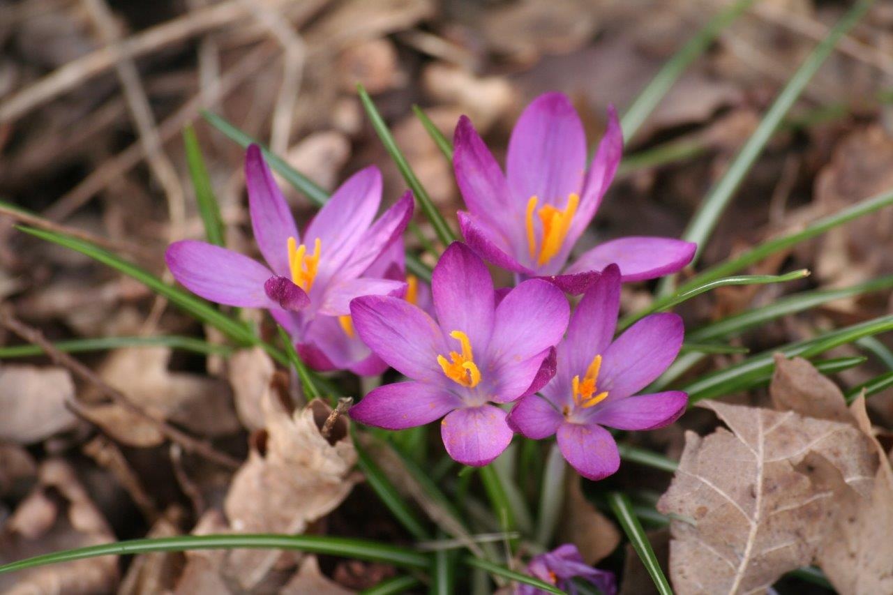 Krokus rood/paars