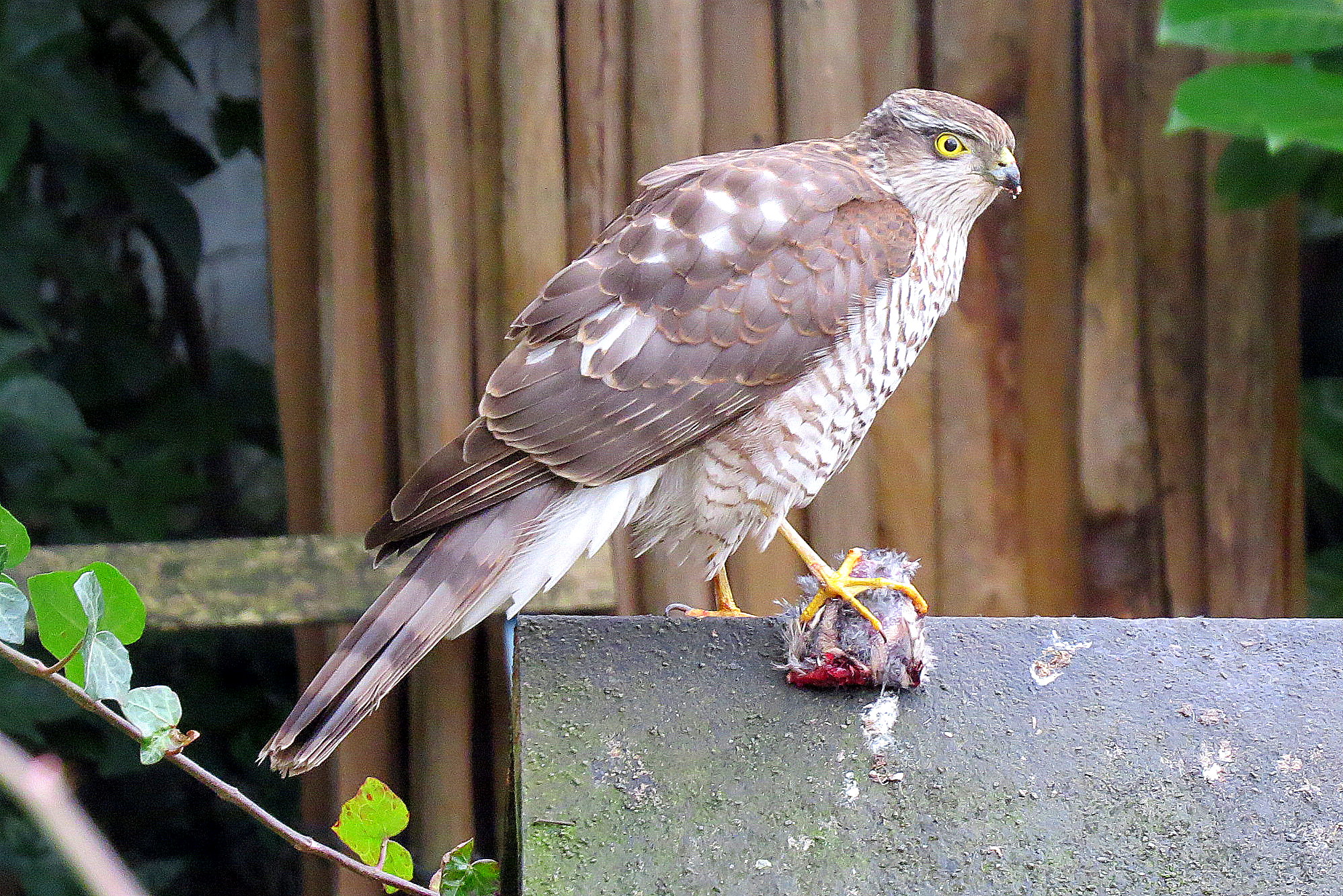 Een hele klus zo'n mus (3)