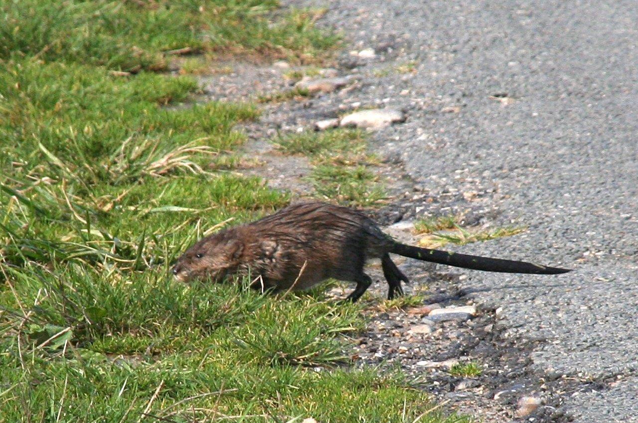 Muskusrat?2