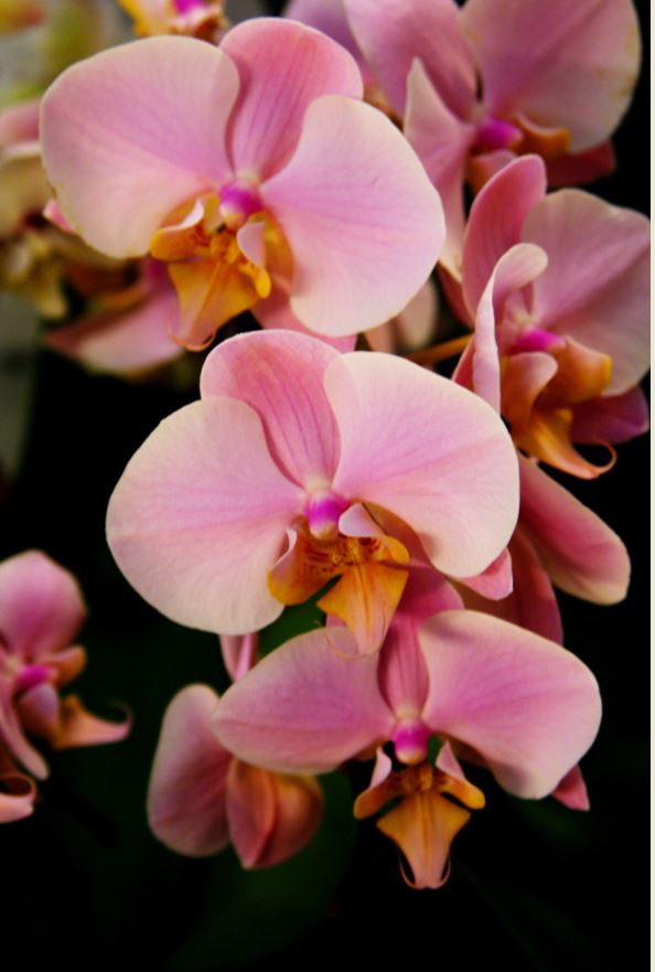 rose phalaenopsis