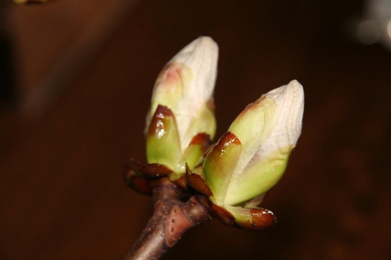 Kastanje knop