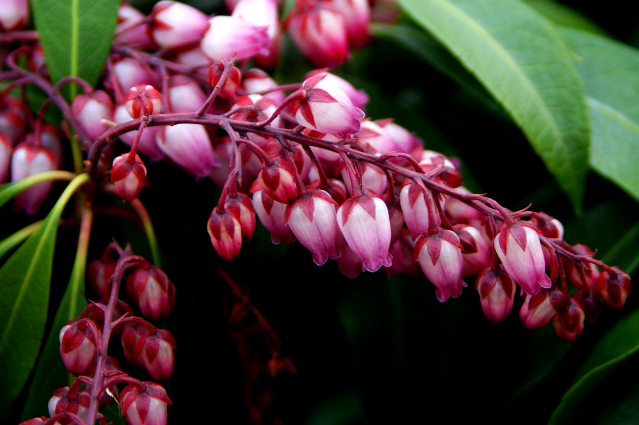 pieris japonica
