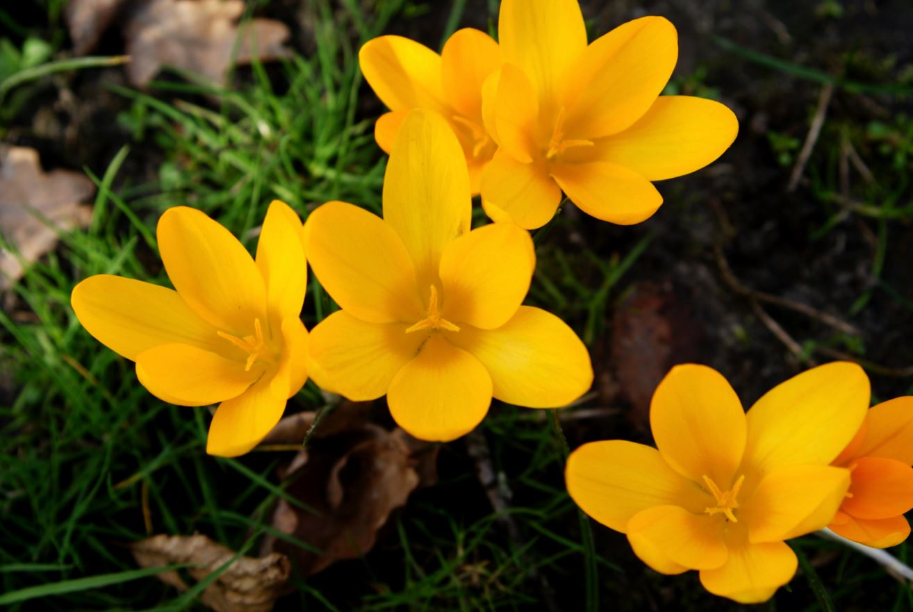 gele krokussen
