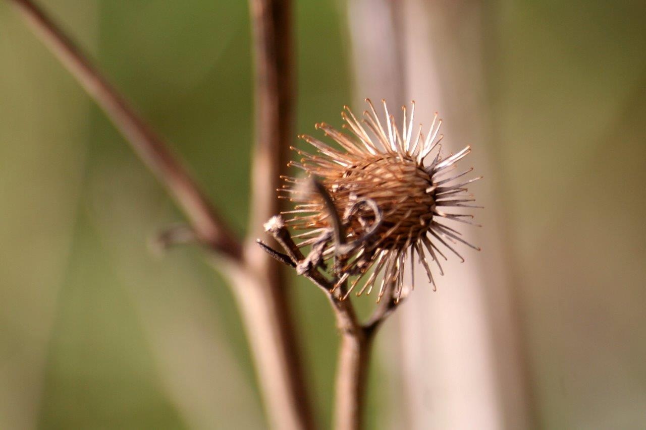Oude distel knop 4