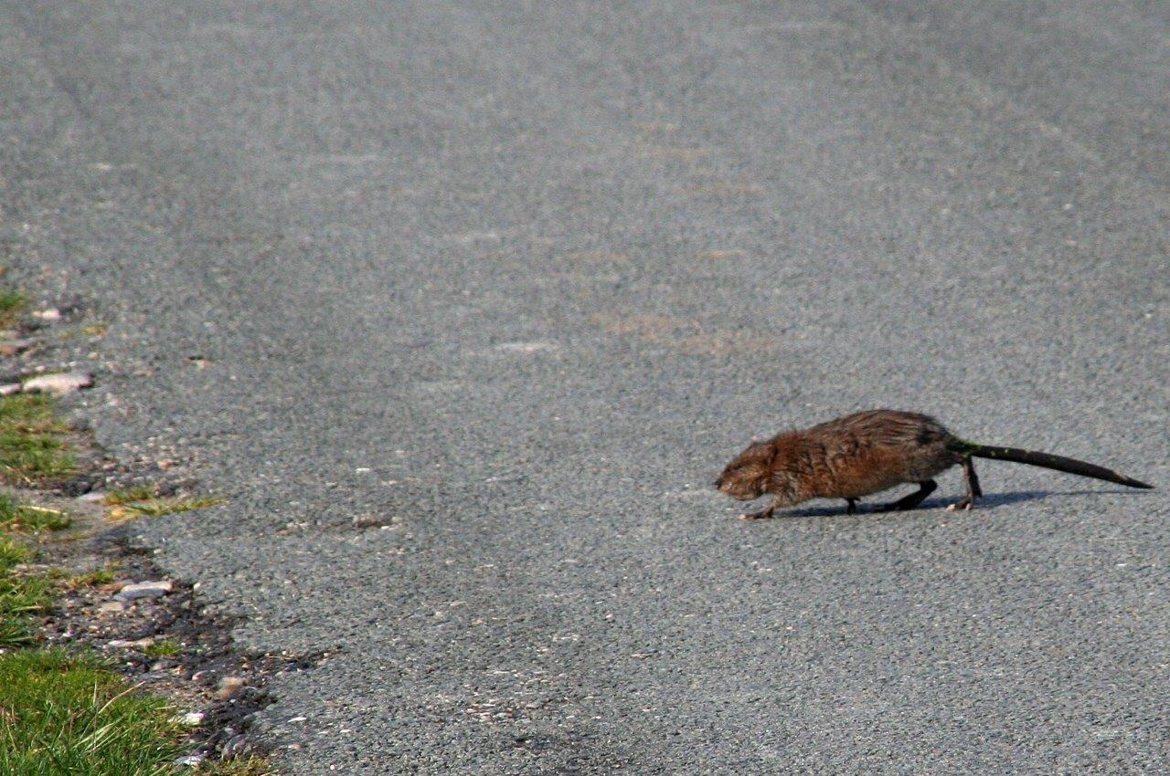 Muskusrat?
