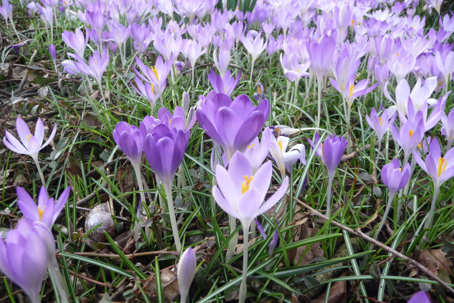 Krokus 2