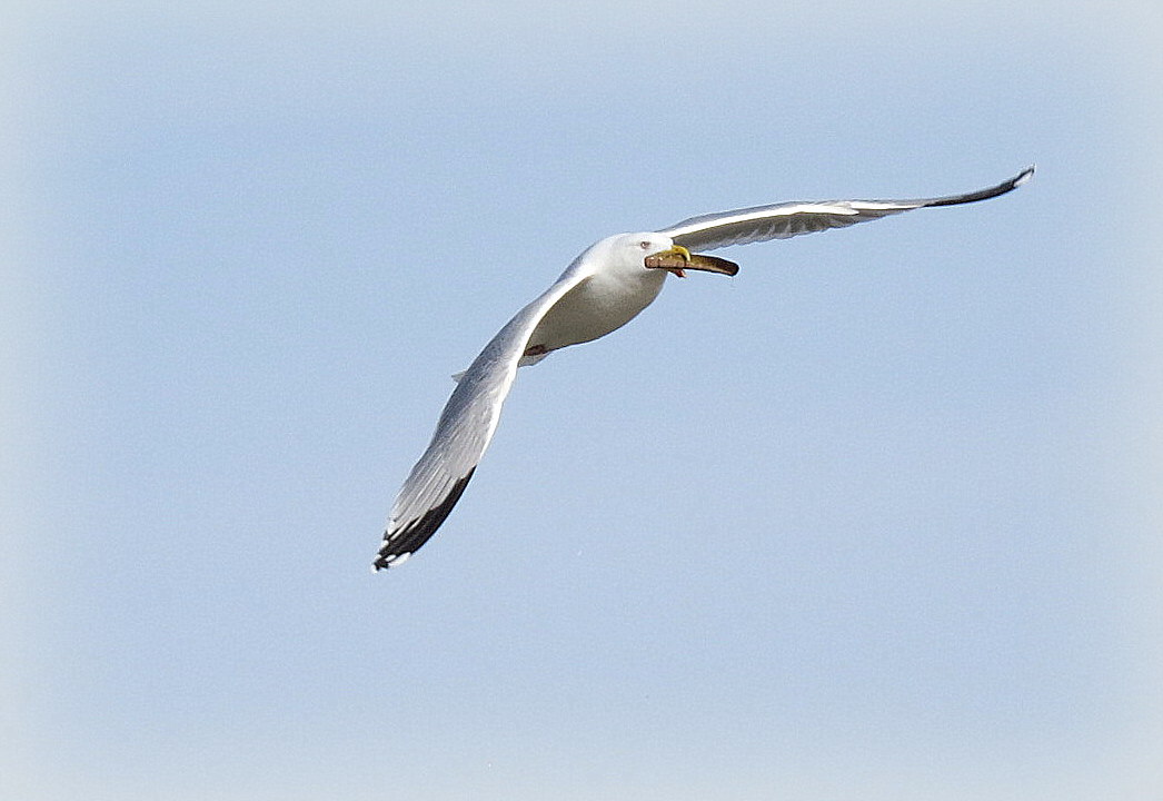 Meeuw met scheermesje