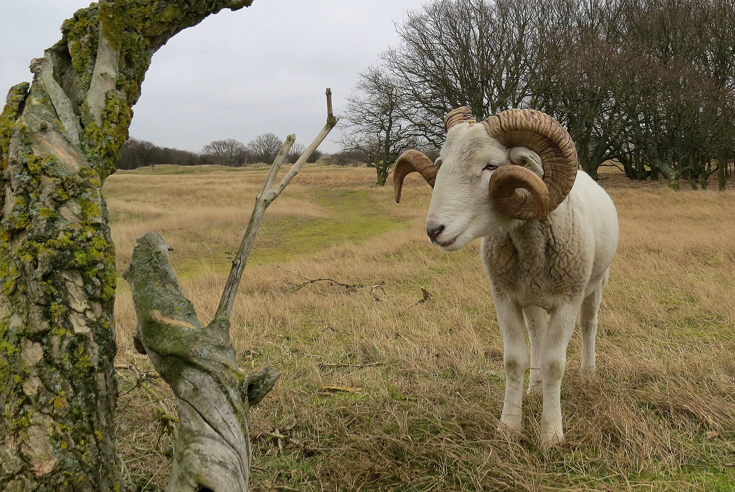 Heideschaap in het duin
