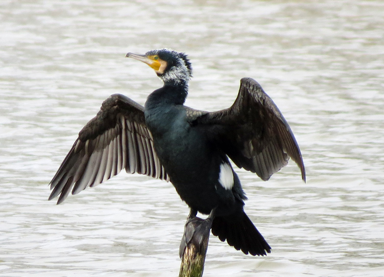 Aalscholver in bruidskleed