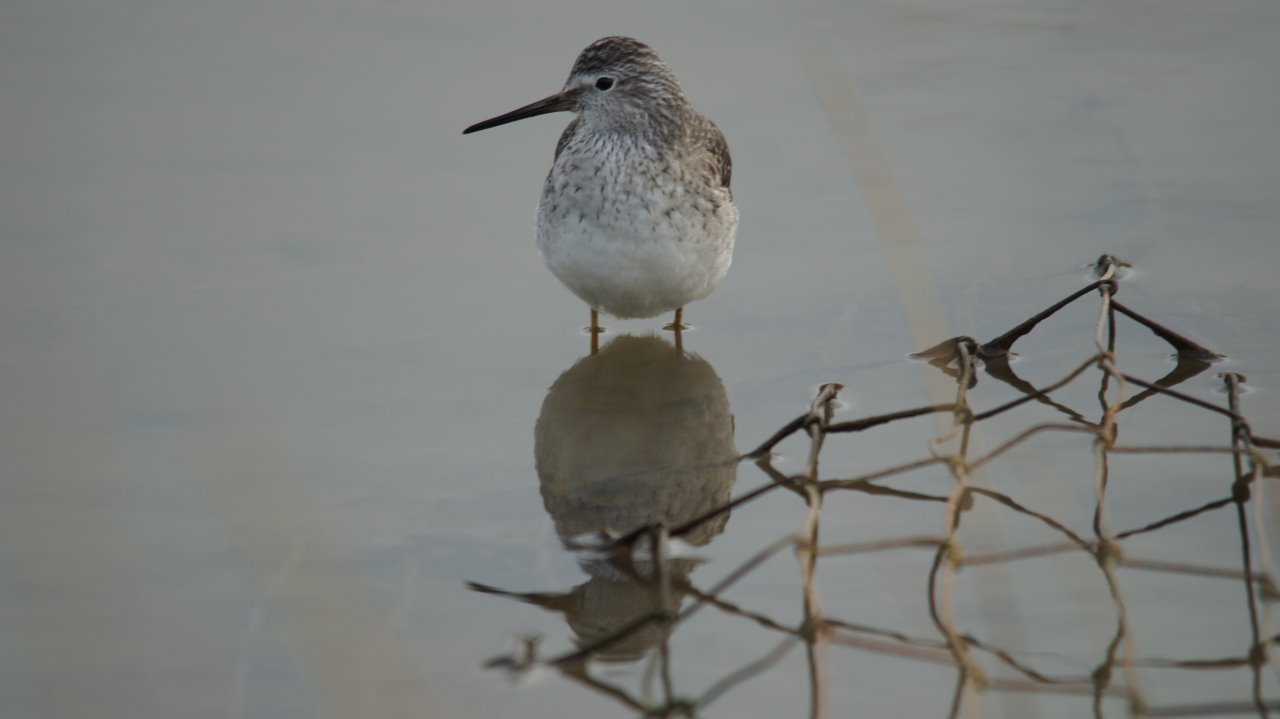 Kleine geelpootruiter 3
