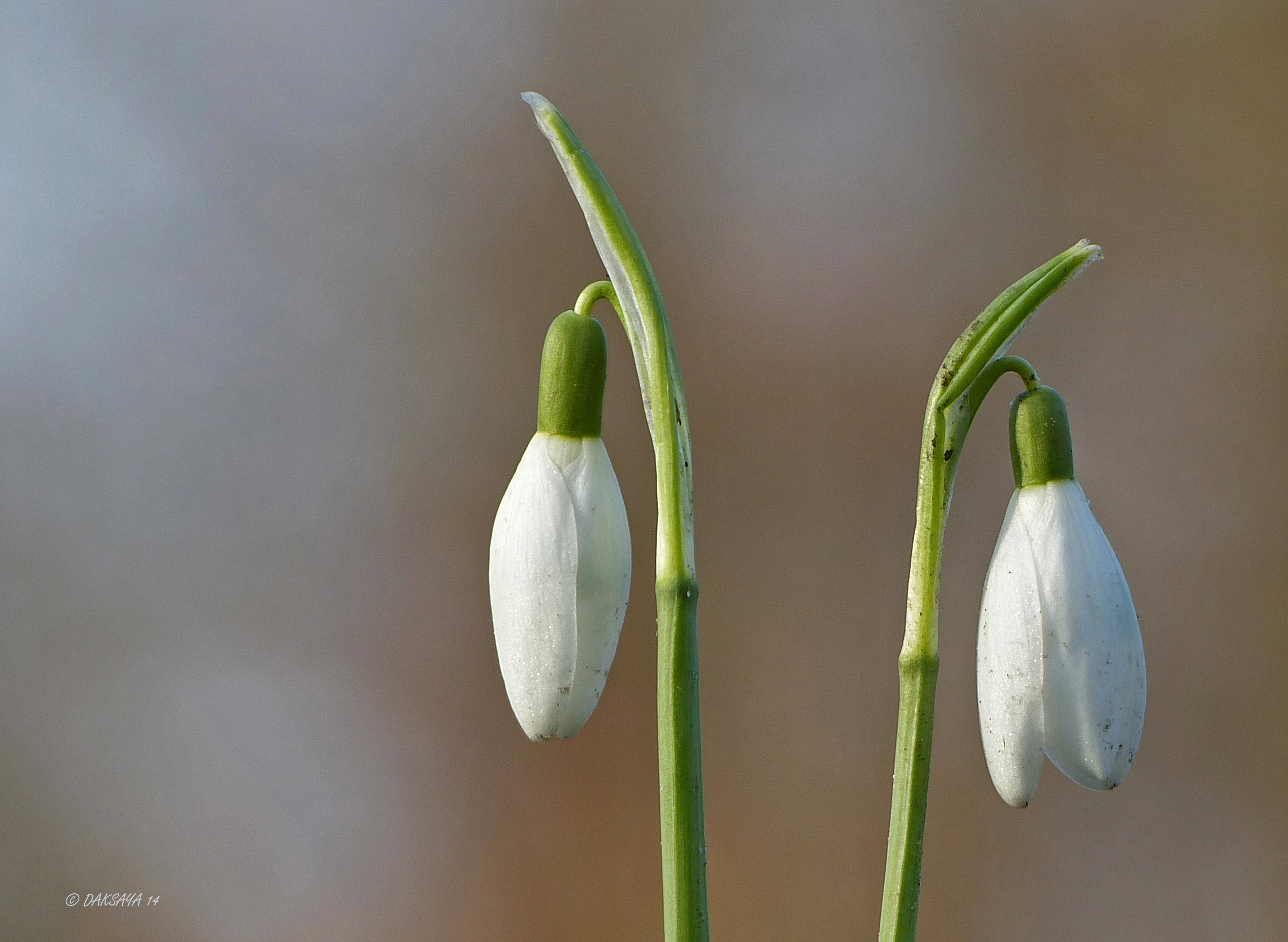 Sneeuwklokjes