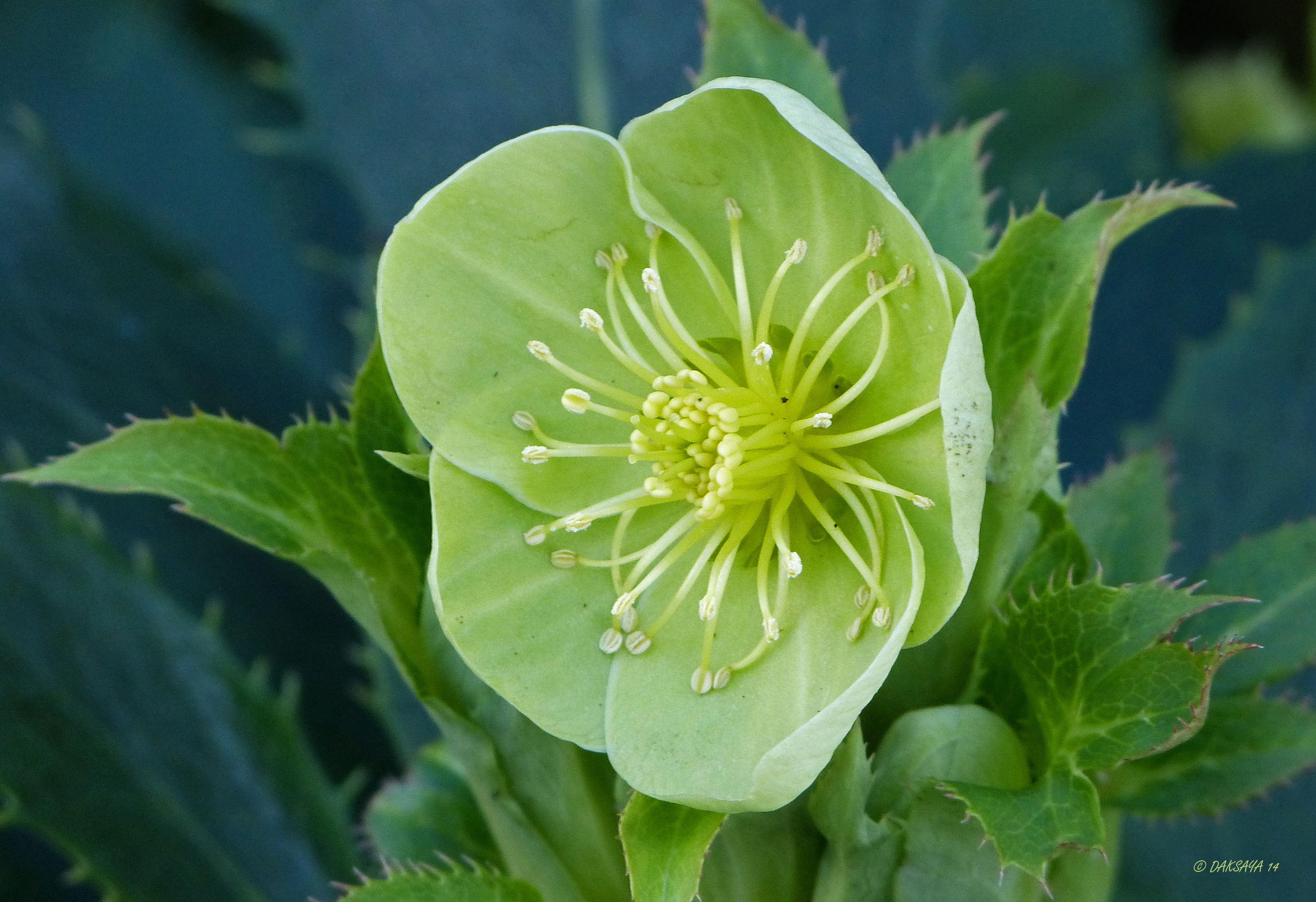 Helleborus 