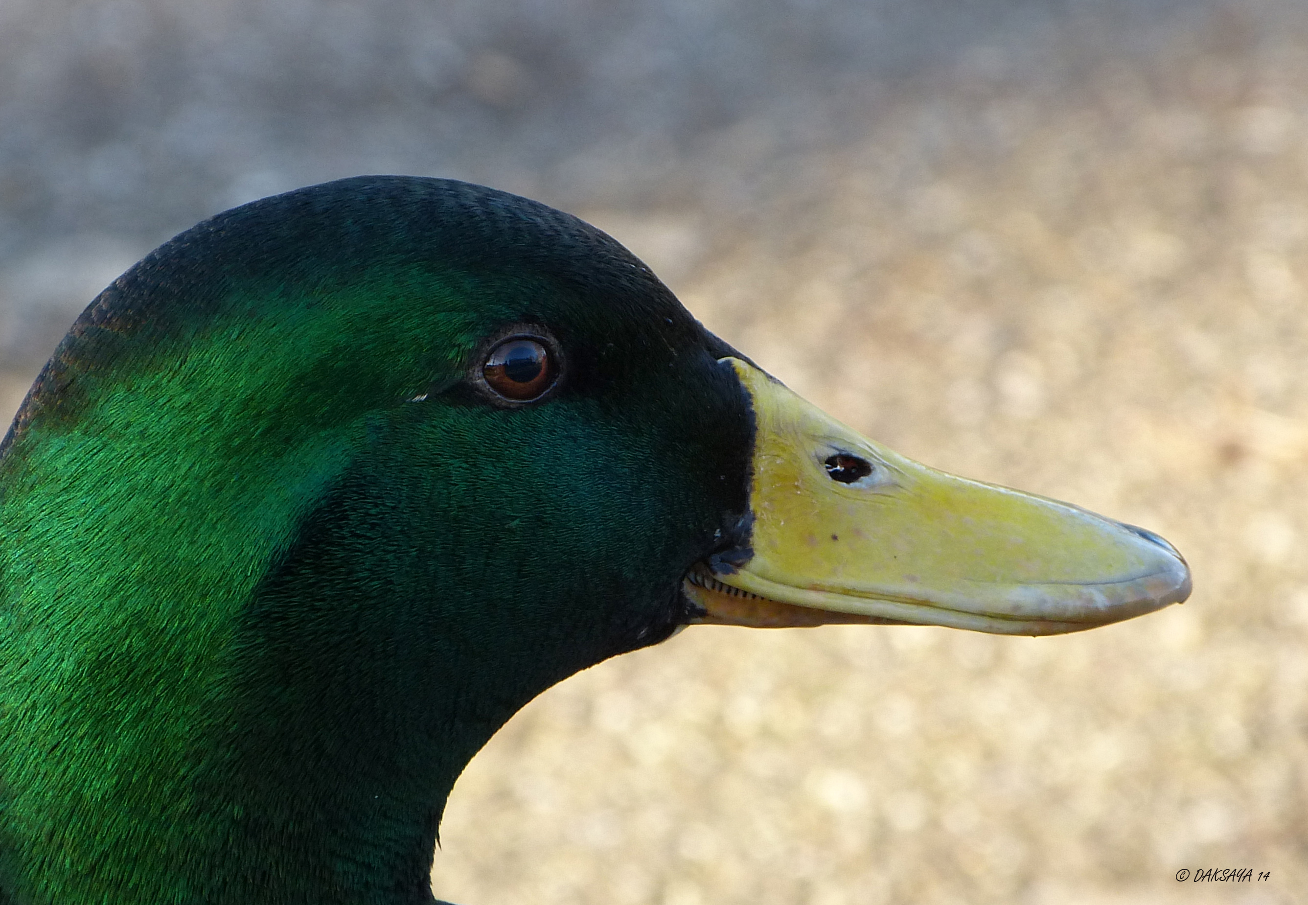 Portret woerd