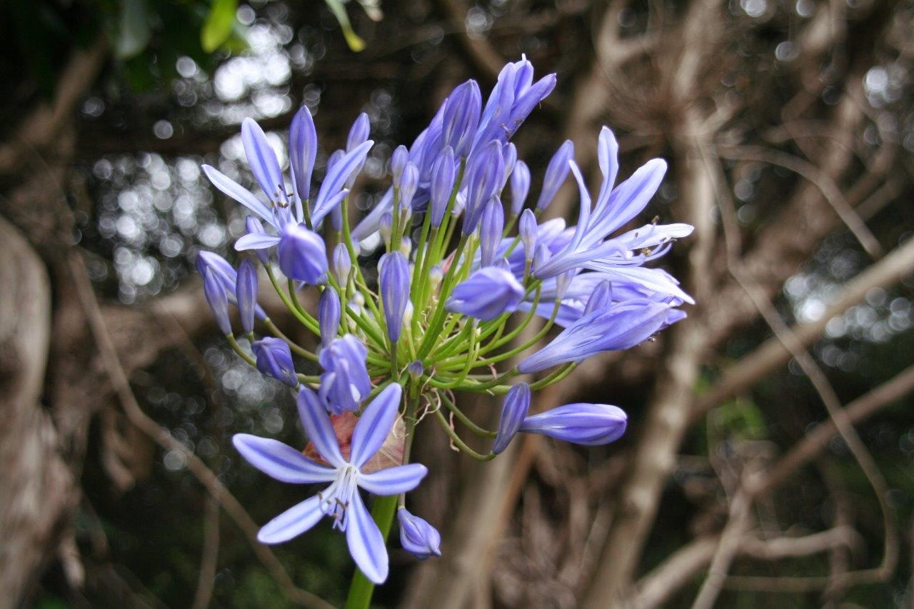 Agapanthus blauw