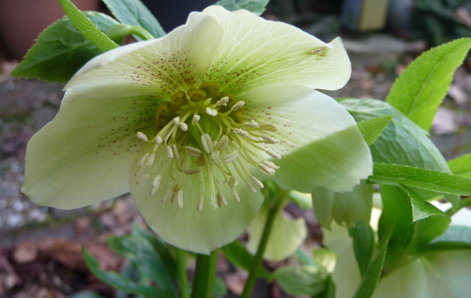 Helleborus wit