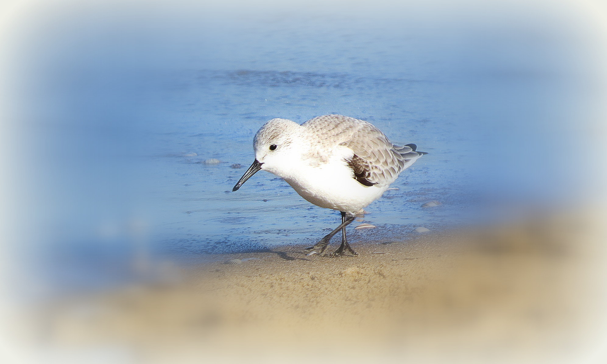 Op zoek naar aangespoelde diertjes