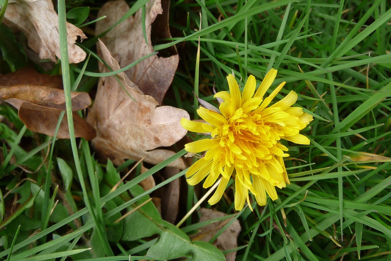 Paardenbloem